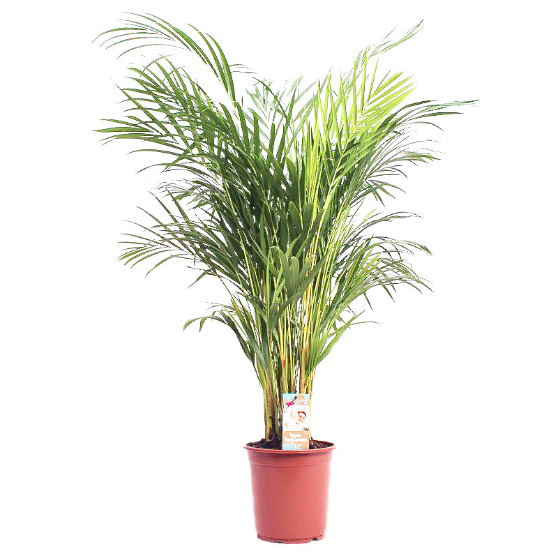 areca palm ikea