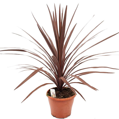 cordyline indivisa