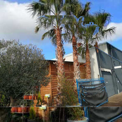 washingtonia robusta snoeien Eigen import