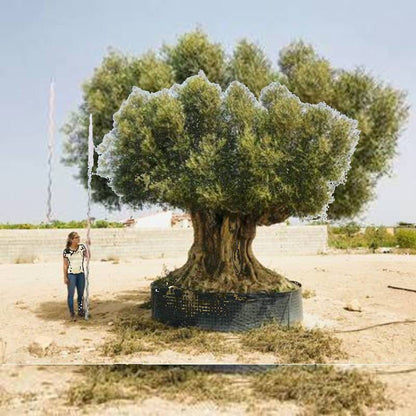 olea europaea kopen Oude olijf