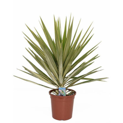 yucca filifera