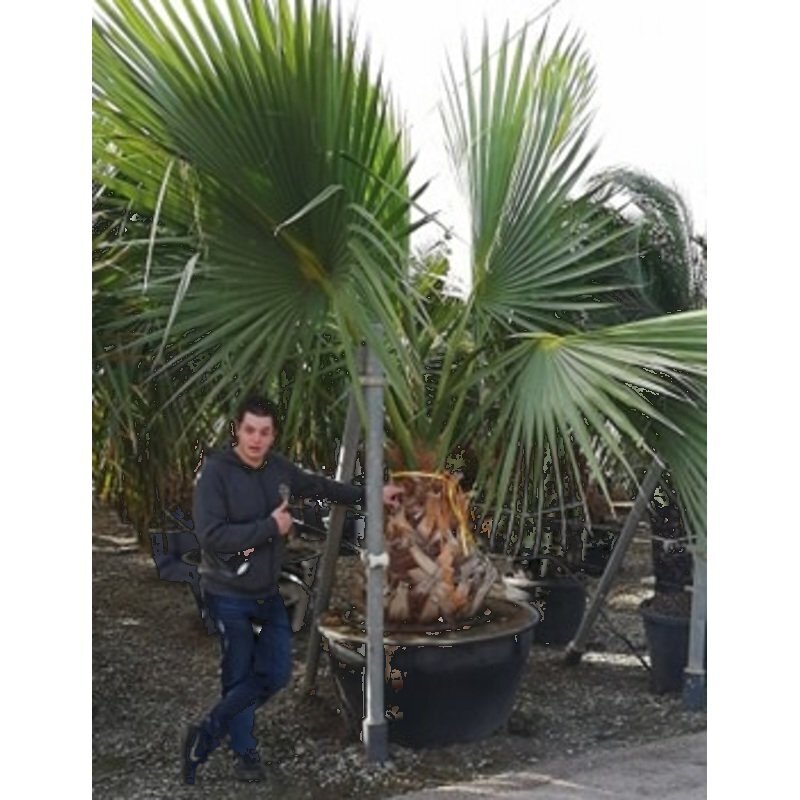 snel groeiende palm Exclusive