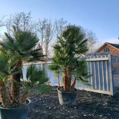 europese dwergpalm kopen