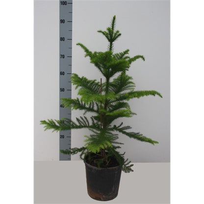 araucaria heterophylla kopen