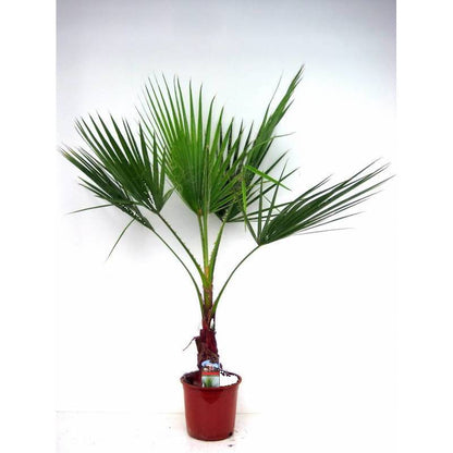 washingtonia robusta buiten