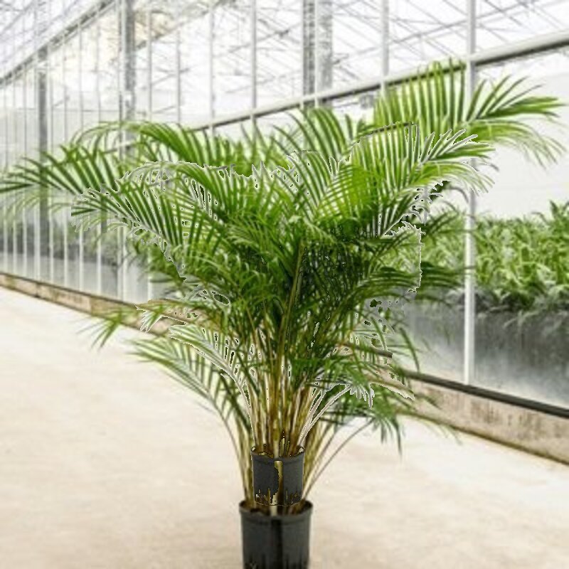 areca palm intratuin