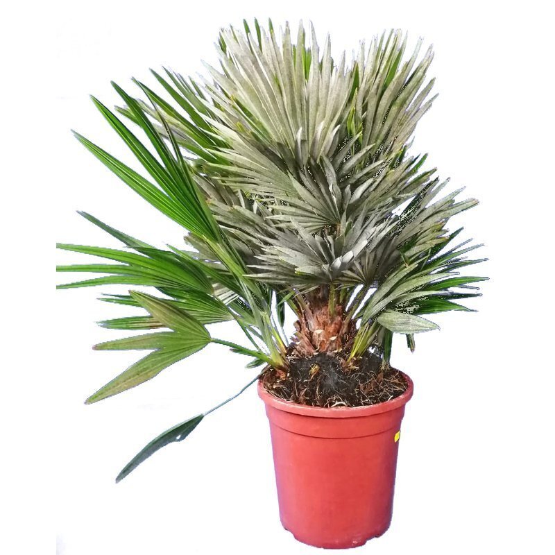 Europese Dwergpalm Extra VOL