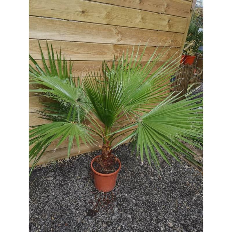 washingtonia robusta binnen