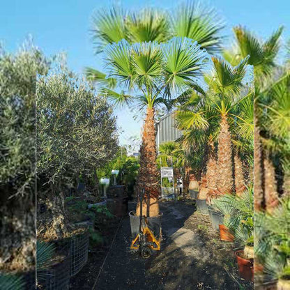 washingtonia robusta winterhard 175/200 stam