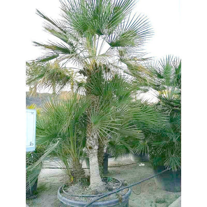 europese dwergpalm kopen Multi stam