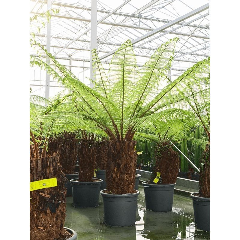 Dicksonia antartica prijs Stam 50-70 cm