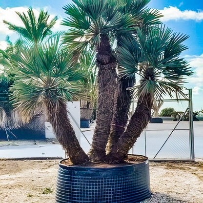 Trithrinax campestris kopen koningspalm kopen Multi Stam