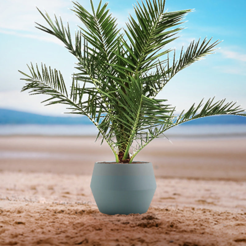 canarische dadelpalm Actie