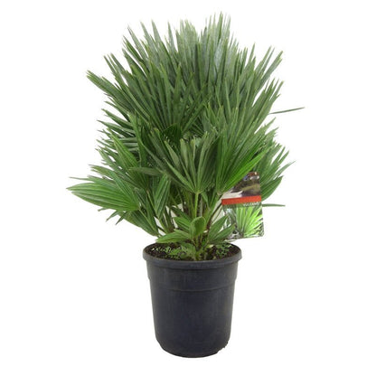 Chamaerops Humilis Vulcano kopen