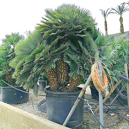 Europese Dwergpalm extra groot