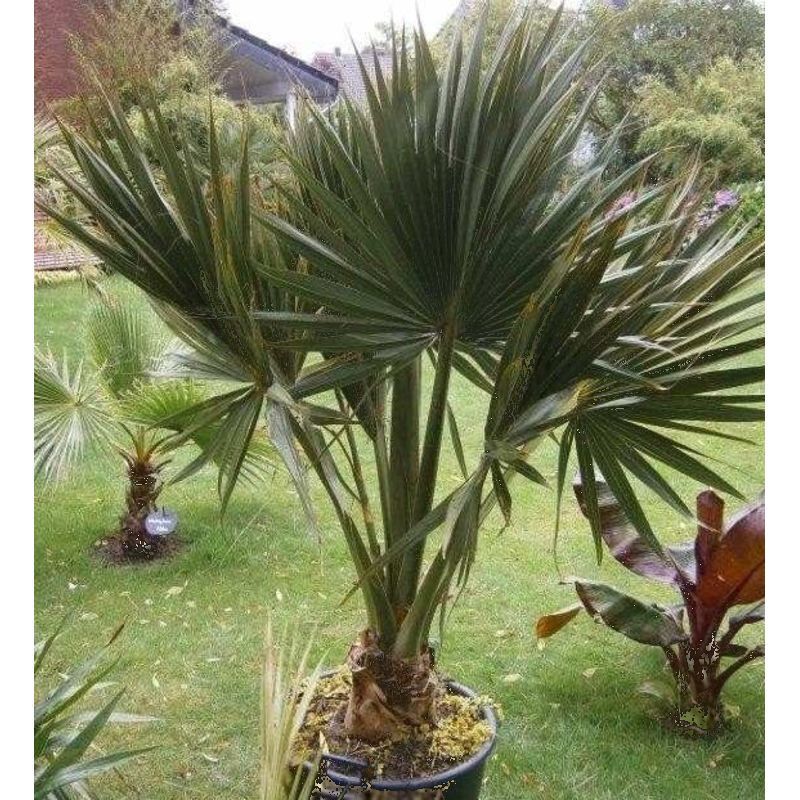 sabal palmetto