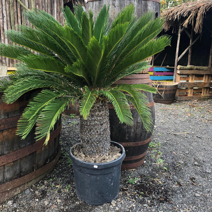 cycas revoluta groei Rechte Stam