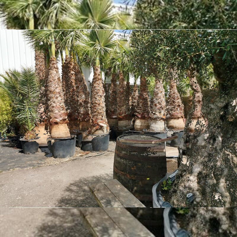 washingtonia robusta groei 200/250 stam