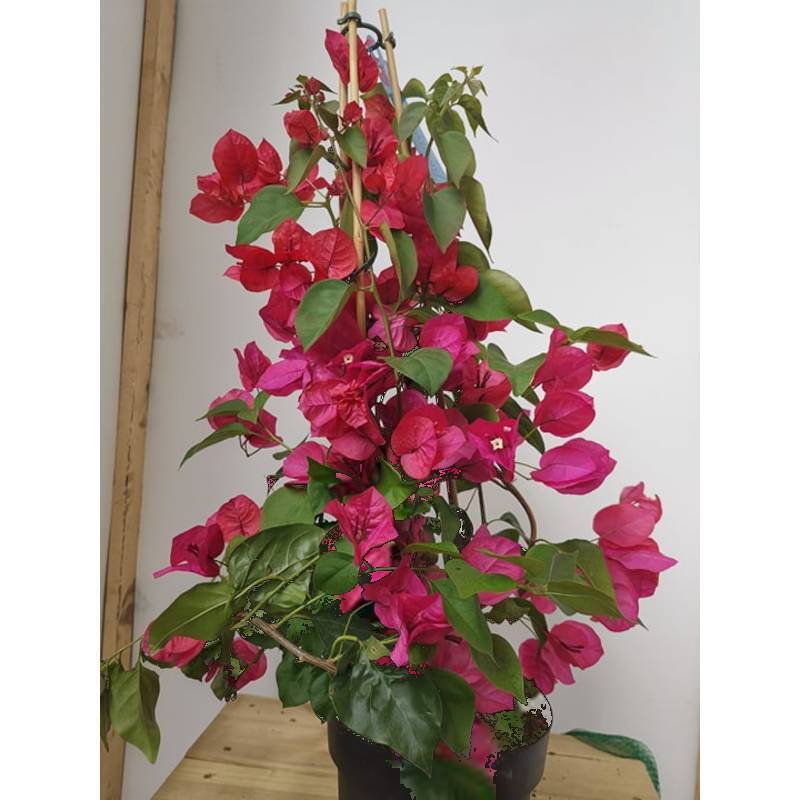 bougainvillea spectabilis Roze gemengd met Rood