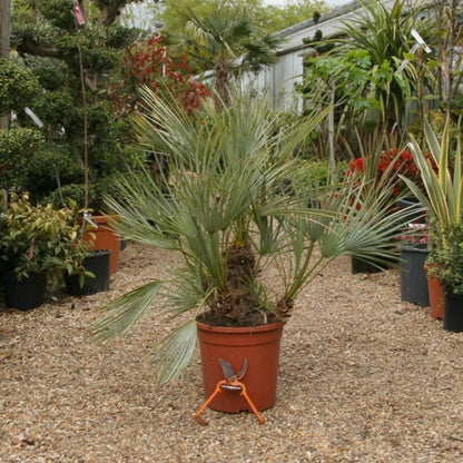 chamaerops humilis compacta