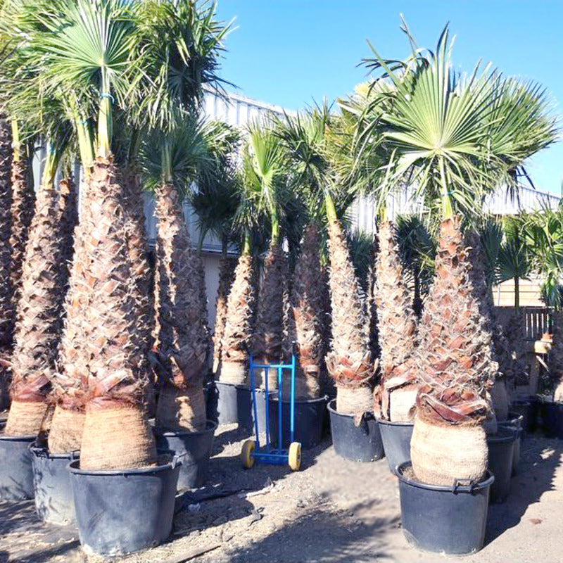 washingtonia robusta groei 150/175 stam