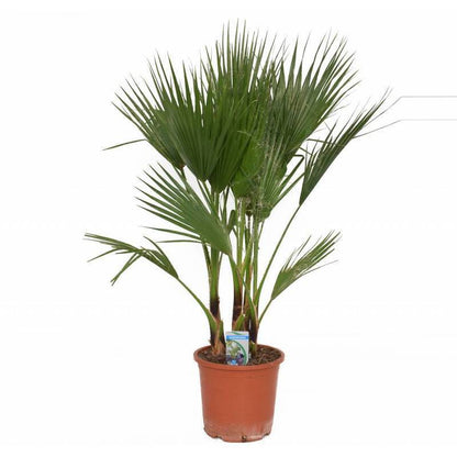 washingtonia robusta groei Multistam