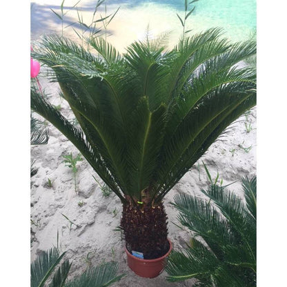 cycas revoluta giftig