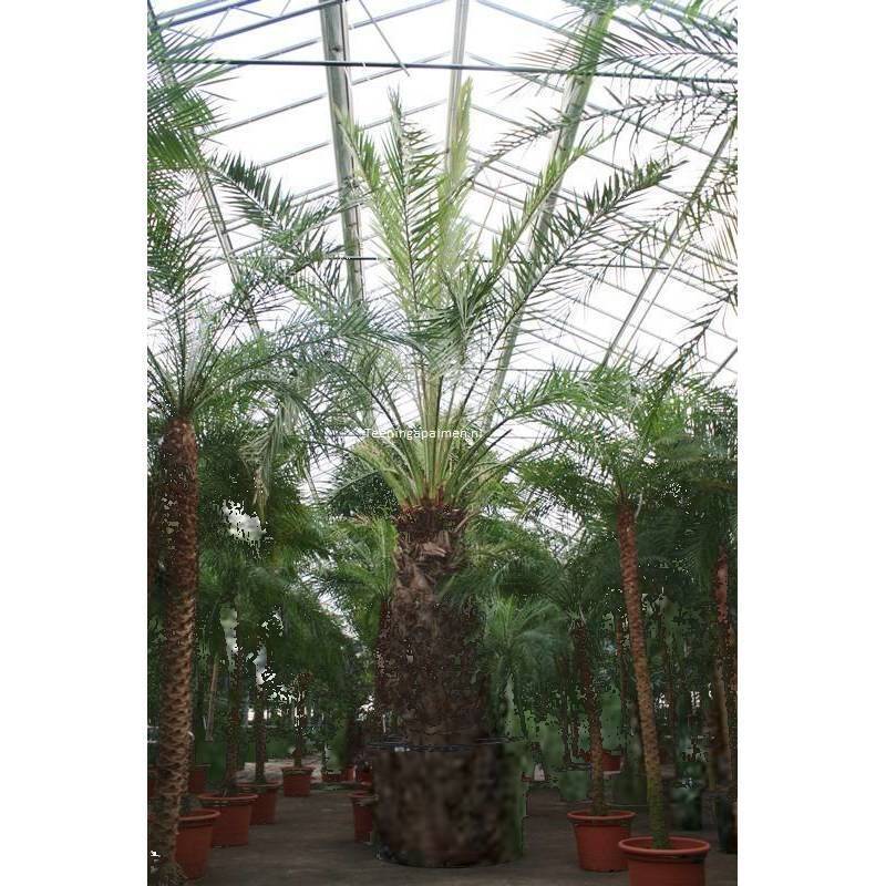 dadelpalm kweken