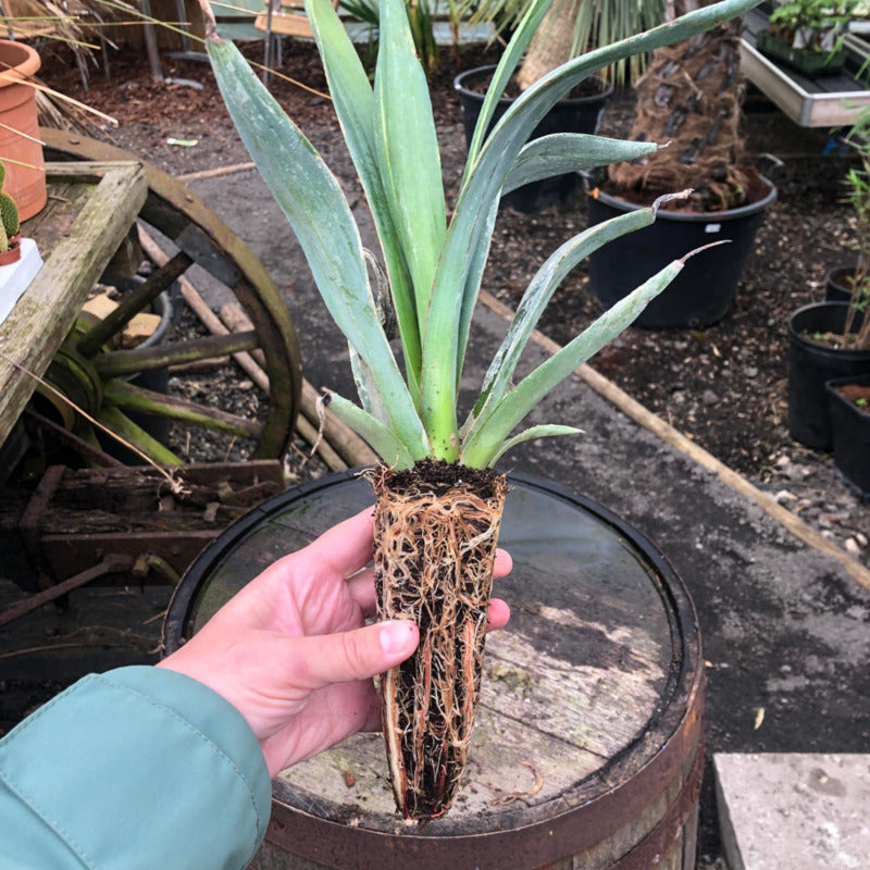 agave sisalana kopen