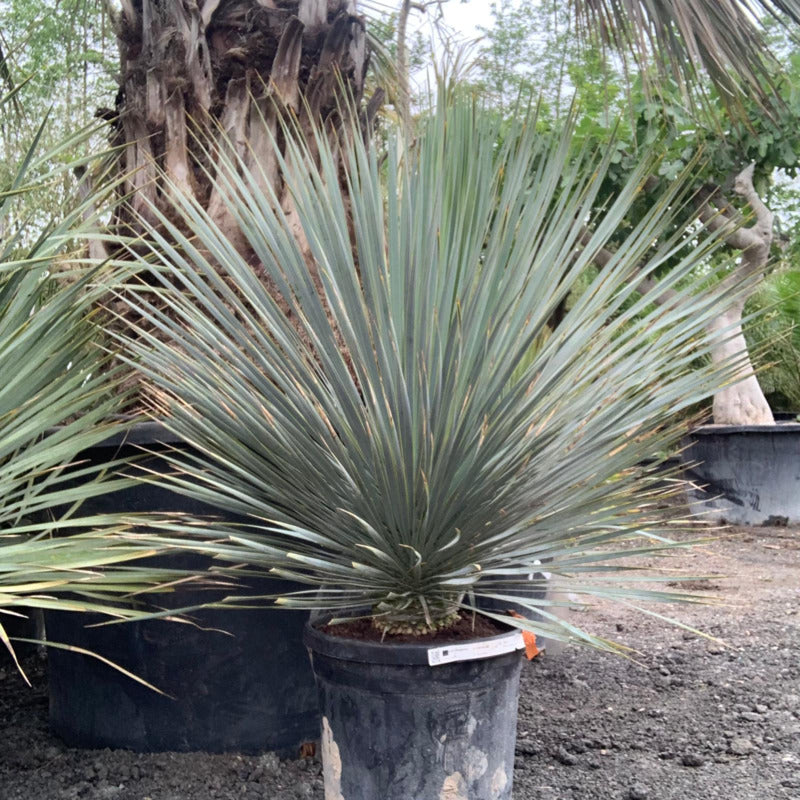 winterharde yucca