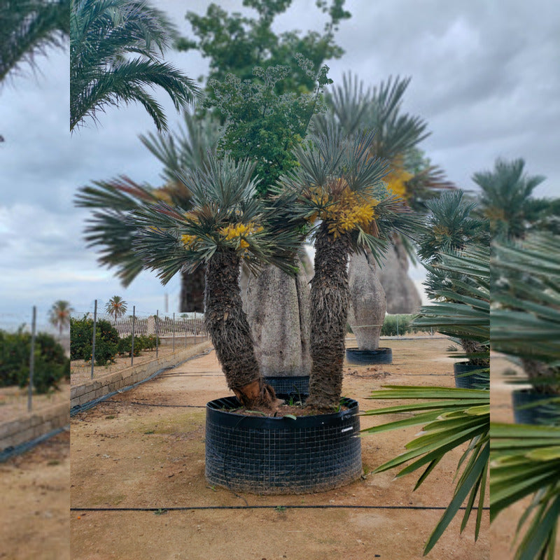 Trithrinax campestris kopen koningspalm kopen Exclusieve