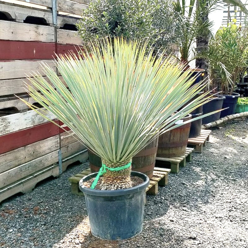 yucca rostrata kopen