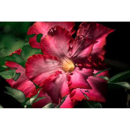 adenium obesum stekken Rood