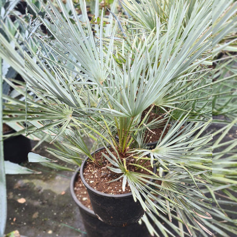 chamaerops humilis compacta