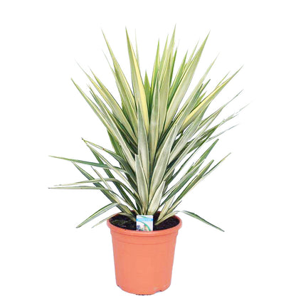 yucca jewel winterhard