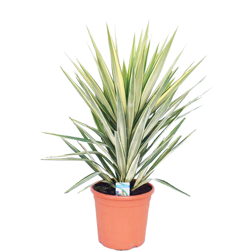 yucca jewel winterhard