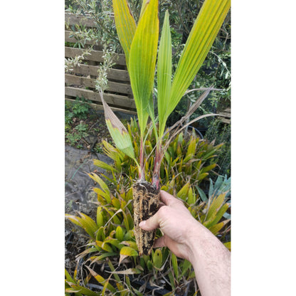 washingtonia robusta volle grond