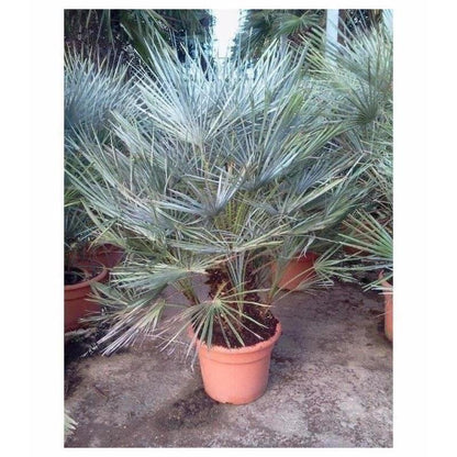 chamaerops humilis overwinteren