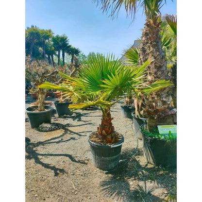 washingtonia robusta groei