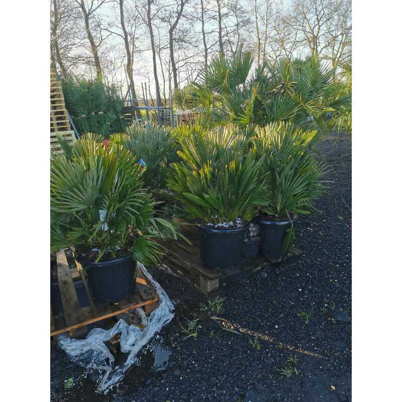 Chamaerops Humilis Vulcano kopen