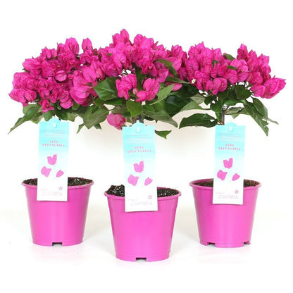 bougainvillea spectabilis Paars