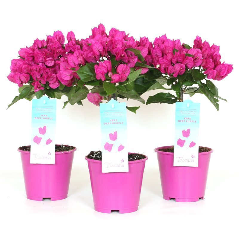 bougainvillea spectabilis Paars