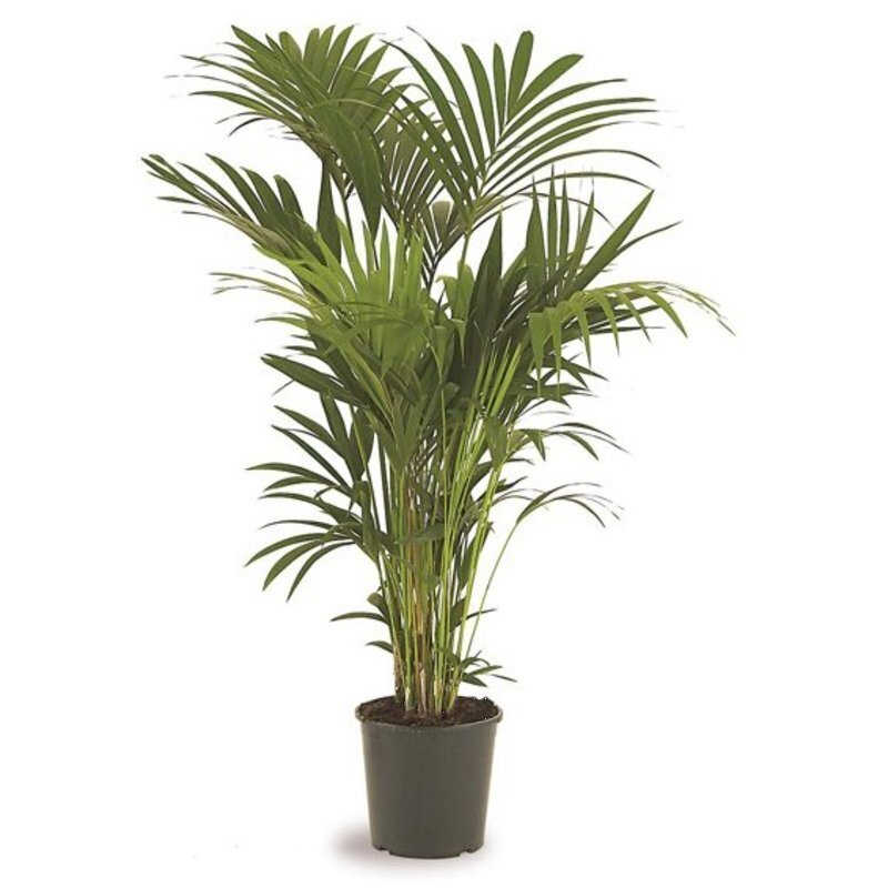 kentia palm buiten