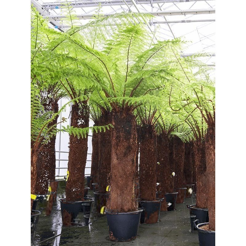 Dicksonia antartica goedkoop Stam 135-145 cm