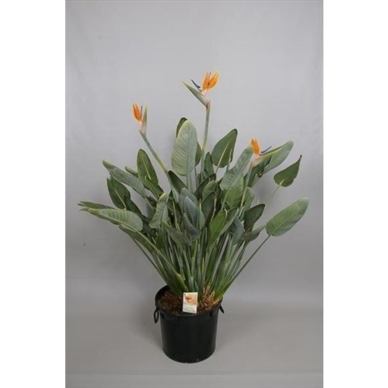 strelitzia nicolai