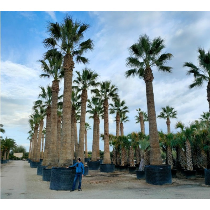 washingtonia filifera winterhard