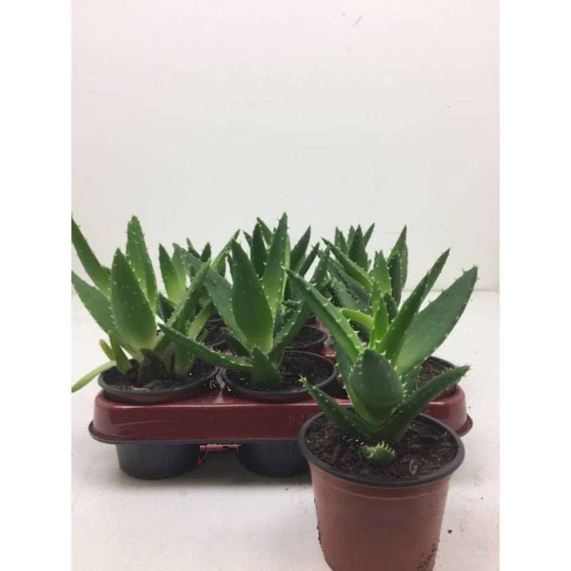 aloe vera plant klein