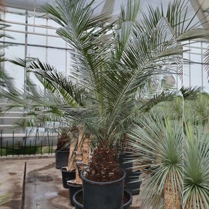 jubaea chilensis winterhard