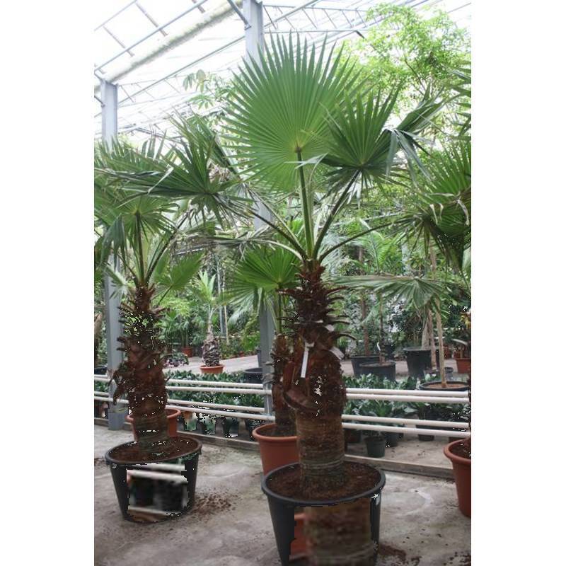 washingtonia robusta groei