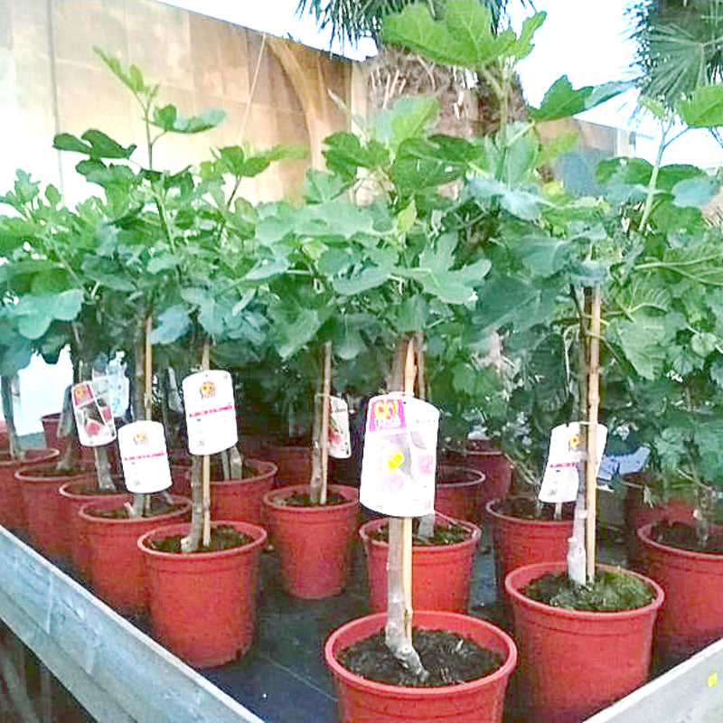 ficus carica twotimer Actie